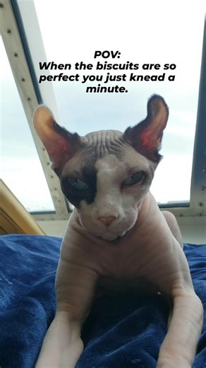 Captain Kate McCue | When you enter a higher level of breaditating... (With thousands of Bug videos, I could not NOT do this trend) 🩷 | Instagram