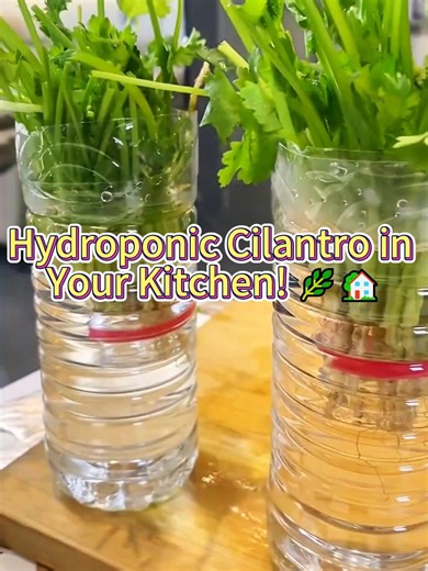 Grow Hydroponic Cilantro Easily at Home