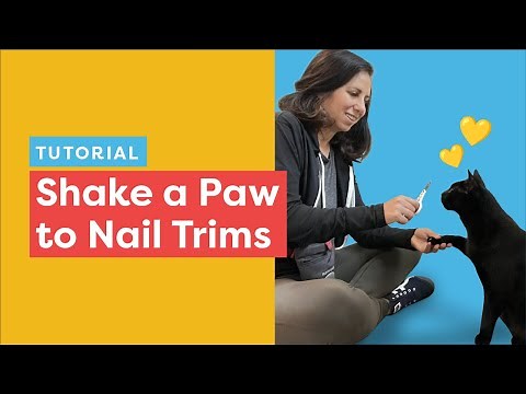 Shake Paws Training: Help your cat be more cooperative with paw handling for nail trims