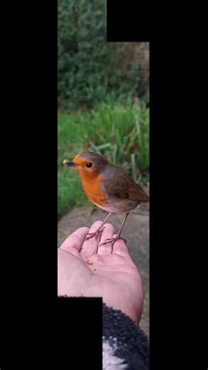 Winter Robin Watching Tips for Bird Enthusiasts