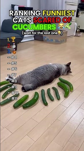 Ranking Cats Terrified of Cucumbers 😂🥒