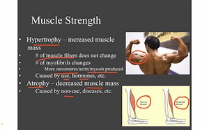 Muscular system 2 | Educreations