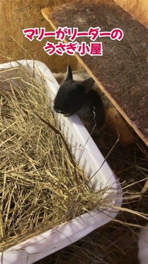 A look inside the rabbit hutch where Marie is the leader #life with rabbits