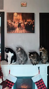 315K views · 12K reactions | FELIZ NAVI DOG..per par condicio  | Linuccio Miao | Facebook