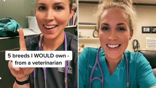 Veterinarian shares her top five dog breeds she would own