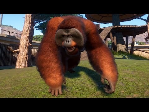 Planet Zoo - Bornean Orangutan Gameplay (PC HD) [1080p60FPS]