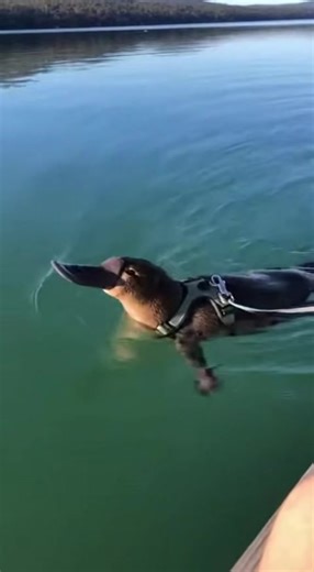 #Platypus #foruyou #yfp #cute | platypus