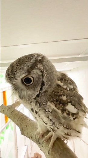Screech owl vocalizing 🦉❤️