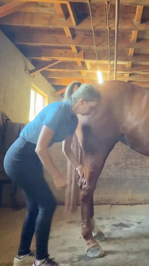 Hind limb retractions are such a powerful little exercise. The leg you’re moving gets a nice stretch through the hip and soft tissues, while the other hind leg has to stabilize and balance. That means you’re working mobility on one side and strength and body awareness on the other. Simple, slow, and so good for building a smarter, stronger hind end. 💪🐴 Like & follow for more exercises! Disclaimer: The Michelle Method is a paid strength and conditioning program. It does not diagnose, treat, or 