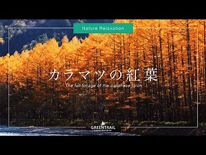 【Kamikochi Official】Japan Alups Kamikochi ・The fall foliage of the Japanese larch