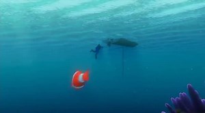 Nemo! Nemo! No!