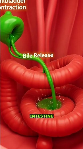 How gallbladder helps digest fats