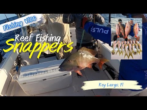 Yellowtail Snapper Action in Key Largo | 17 Flags & 4 Muttons on Light Tackle