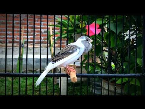 Training Your Belgian Canaries to Sing Like Champions!! Best Canary Sounds