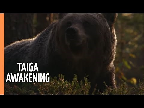 Taiga Awakening - Bears, Grouse, and Golden Waves | Full Documentary