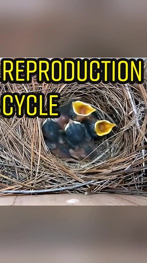 Bluebird Reproduction Cycle: Nest Box Live Cam Timelapse