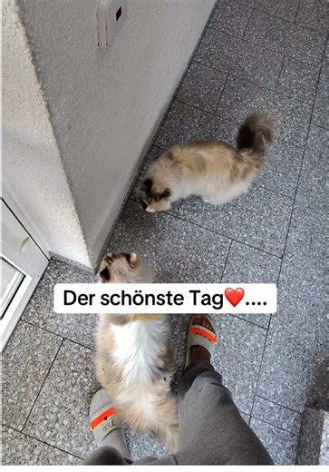 du wolltest 2 Katzen hast aber 2 Hunde bekommen🥲 #katzen #vlog #katzenvideos #glücklich #tisecustom