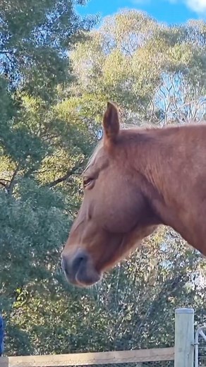 New videos for May will be live in the Hoof Builders Video Library tonight, filmed during my recent trip to Australia. I call it a “building trim” because it builds the foot from the inside out. This works in any climate and doesn’t rely on movement or diet. The only thing it relies on is frequency and meticulous craftsmanship. These are the two things that are most lacking in today’s bare foot hoof care world. I believe the reason is that the owners can’t always afford or aren't willing to pay 