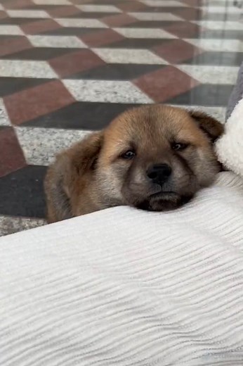 4.6K views · 125 reactions | WOW, Look At These Adorable Puppies So Cute Adorable Puppy Doggies  -EPS1396 @CuteAnimalShare #dogs #puppies #cutedogs #cutepets #cuteanimals #cuteanimalshare #cutenessoverload #adorablepuppies #puppylovers #puppyvideos #puppydog | Cuteanimalshare | Facebook