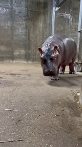 65K views · 6.3K reactions | The cutest boop you ever did see! Click here to vote for us as the Best Zoo in the Country! Fritz thanks you - https://www.10best.com/awards/travel/best-zoo/cincinnati-zoo-botanical-garden-cincinnati-ohio/?fbclid=IwAR33gXj2Qny_vrp4v77zSaUTlVatc0wCmyZdq0A3o_OhKinmTnvuzlZOaFE | Cincinnati Zoo & Botanical Garden | Facebook