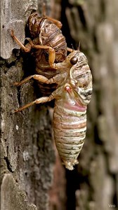 Cicada Emerging From Its Shell
