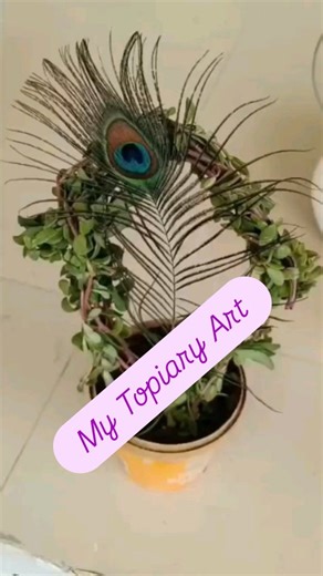 My Topiary Art | Positive Vibes in Every Corner | Garden Decor Inspiration Transform your garden into a haven of positivity and beauty with this unique Topiary Art featuring Morpankhi and Swastik designs. Every corner radiates peace, prosperity, and harmony through vibrant greenery and creative shapes. This eco-friendly decor idea not only enhances your outdoor space but also brings spiritual energy and balance to your surroundings. Perfect for home gardens, balconies, and landscapes that celebr