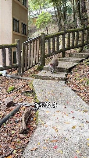 大雪山森林遊樂區，自然生態好豐富