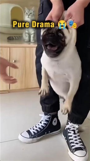 Giving a Dog Medicine is a NIGHTMARE 😂💊