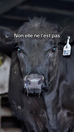 Derrière chaque manteau se cache un animal qui voulait vivre … #animals