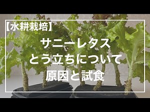 [Hydroponic Cultivation] Bolting of Sunny Lettuce: Causes and Tasting