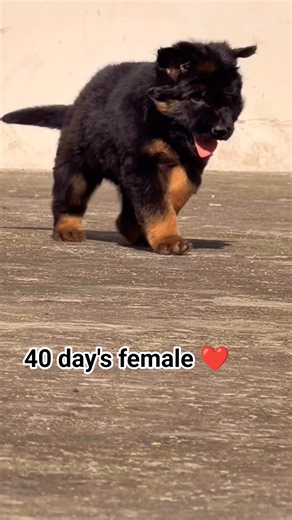 German Shepherd puppy active strong healthy only booking open Call 8810623046 for details now#puppy