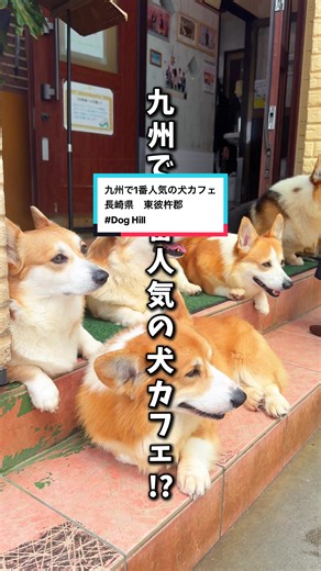 正直ここどう思う？👇 【行きたい🔥】or【迷う👀】コメントで教えて!! 九州で1番人気の犬カフェ!?🐶 まさかの食パン1斤さんが大量発生している 海沿いのコーギーカフェ☕️ 実はここ... 毎日お客さんが絶えない予約不可な人気カフェで (マジな話3回目でやっと行けた...😭) 超可愛いぷりぷりなコーギーたちと 時間無制限で触れ合いまくれるんよ!! カフェにはランチメニューもあるから お腹が空いたらご飯も食べれて 癒しの時間を過ごせる🌿 ※カフェには1ドリンク制で入れて遊べるんだけど 店内で食べる場合は名簿に名前を書いて順番を待つと入れるよ◎ ※開店時間はめちゃくちゃ混むから14時半とか15時ぐらいが穴場らしい🤫🤫 今回行ったスポットはこちら👇 📍ドッグヒル 🗺️場所：Dog Hill ドッグヒル 📝住所：長崎県東彼杵郡東彼杵町小音琴郷２３０３−１ 🚗駐車場：無料駐車場あり ⏰時間：月〜水 11:30〜17:00 土日 11:30〜18:00 💤定休日：木・金 ♤♠︎♤♠︎♤♠︎♤♠︎♤♠︎♤♠︎♤♠︎♤♠︎♤♠︎♤♠︎♤♠ はじめまして!! 福岡から🚗💨