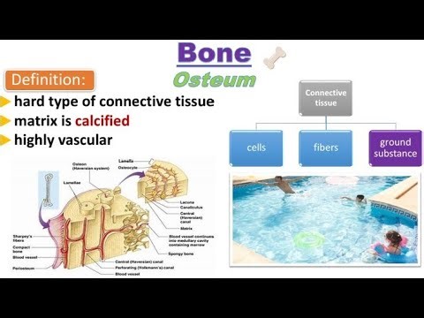 Bone Crash course [ Histology Revision ] - قصر العيني 199