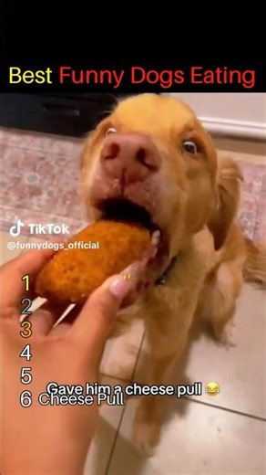 Best Funny Dogs Eating Ranked