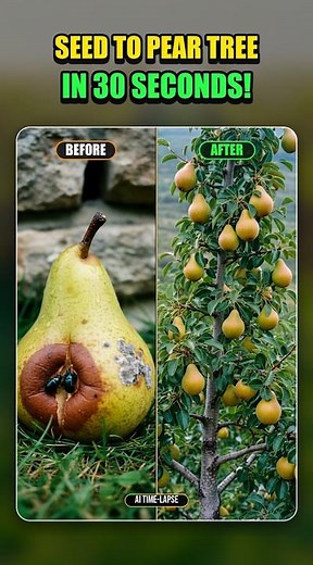 🍐 Pear (Pyrus communis) seed-to-maturity timelapse — vertical Short