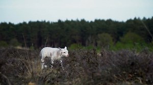 Lamb, Farm Animal, Sheep. Free Stock Video