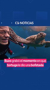 Tortuga marina golpea a buzo en TikTok