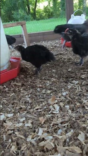 How Are All The Baby Chicks Doing So Far?