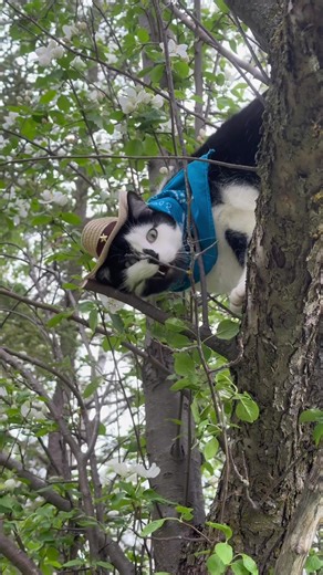 Join Jack Spicer’s Kitty Cat Cowboy Adventures