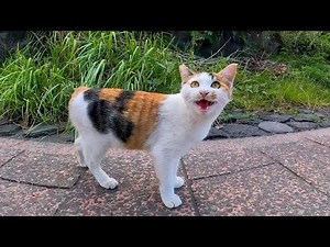 Talking calico cat