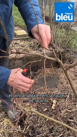 L'amandier se taille maintenant. Roland Motte vous montre 🌳 | ici Lorraine (Meurthe-et-Moselle et Vosges)