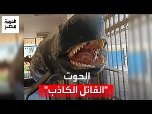 ضيف دائم على شواطئ البحر الأحمر.. ما قصة الحوت "القاتل الكاذب"؟