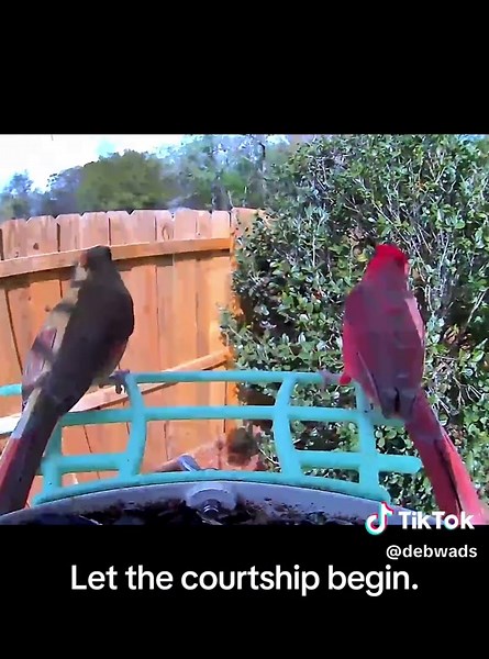 Courtship Rituals of Male Cardinals Explained