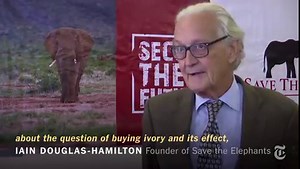 Elephants Get a Reprieve as Price of Ivory Falls