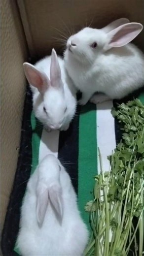 beautiful baby rabbit ever 🐰🤗#beautiful #trending
