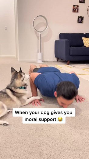 Sapphie aka our personal trainer 😂 #dogsoftiktok #motivation #letsfuckinggo