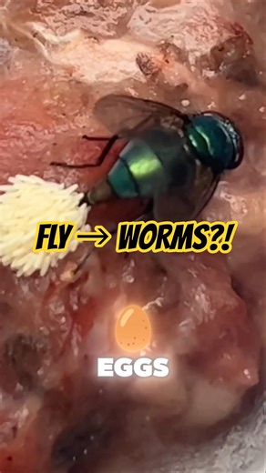 Flies Can Turn Into Worms On Your Food 😨🐛 #didyouknow #scary #scaryfacts
