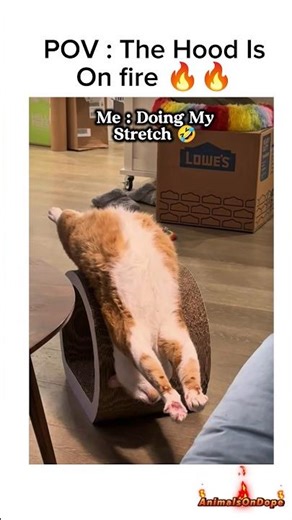 Nobody told me cats could play games #funny #minecraft #memes