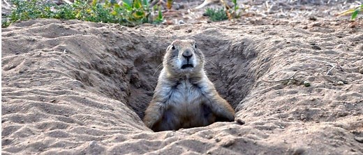 Prairie Dog Vs Groundhog