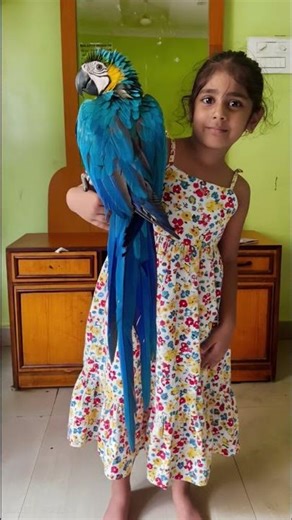 “My Talking Macaw Parrot 🦜💙 | Smart, Cute & Full of Attitude | Family Vlog” #macaw #parrot #birds